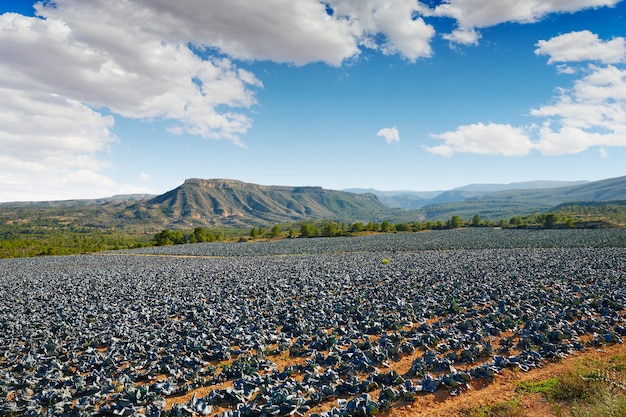 Champ de choux dans la région de Serranos à Valence