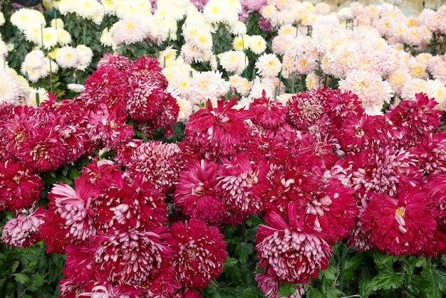 Champ de chrysanthèmes rose foncé et blanc