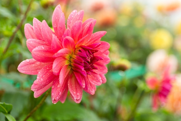 Champ de chrysanthèmes