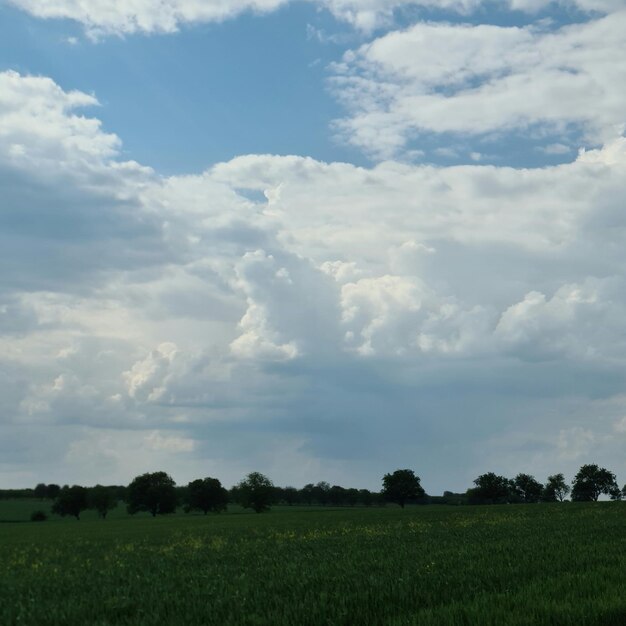 Un champ avec un ciel bleu et quelques nuages