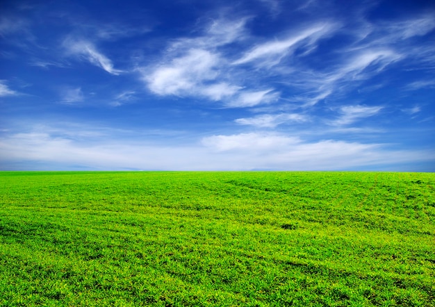 Champ avec le ciel bleu