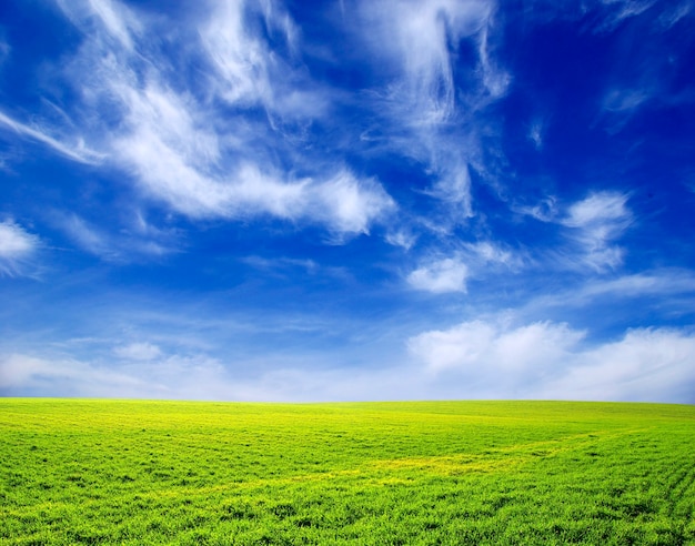 Champ sur un ciel bleu