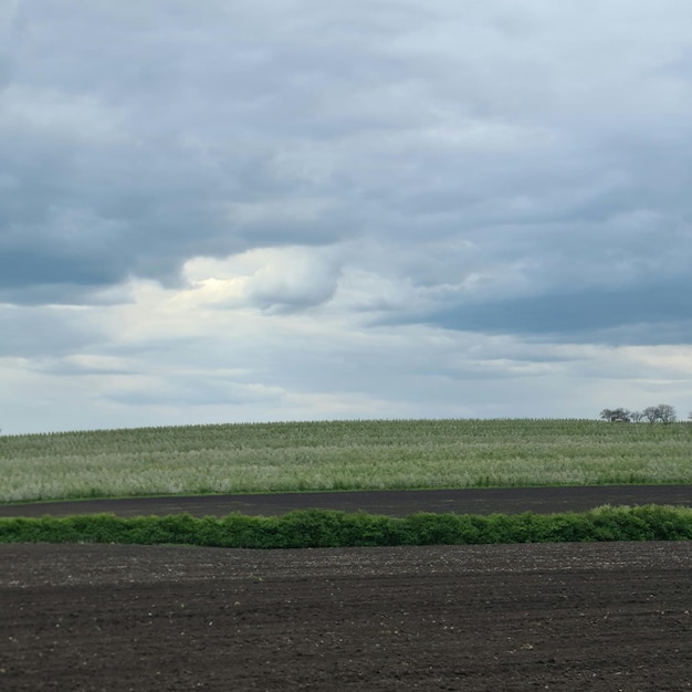 Un champ avec un ciel nuageux et un champ avec un arbre au milieu.