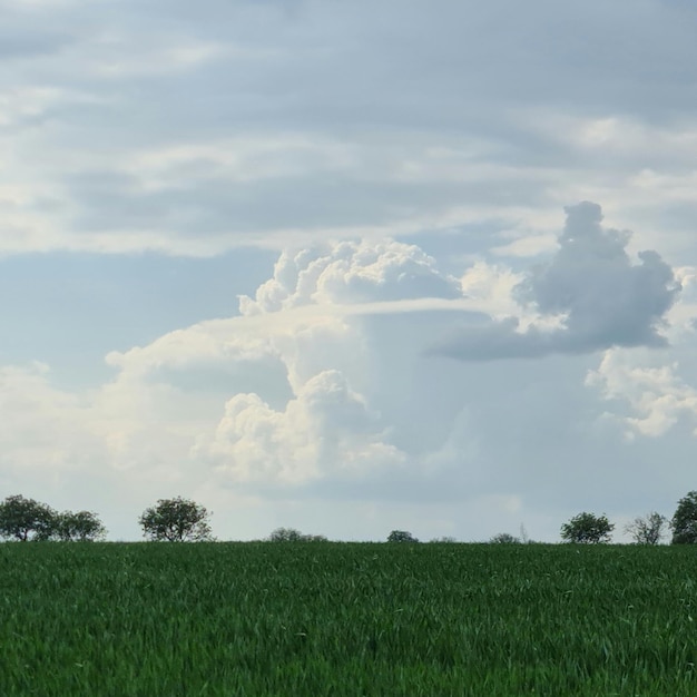 Un champ avec un ciel nuageux et un cheval dessus