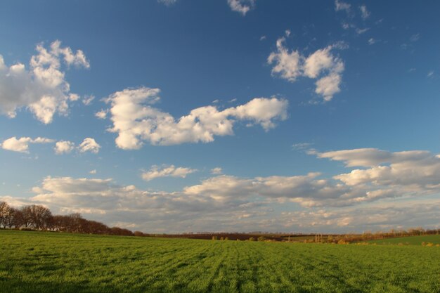 Photo un champ avec un ciel qui a des nuages en lui