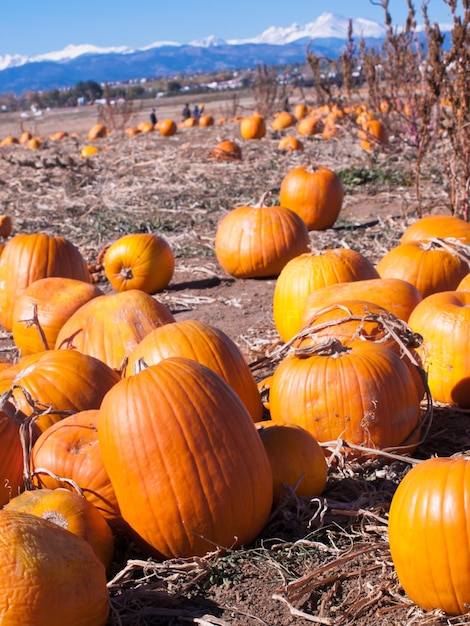 Champ de citrouilles mûres par une journée ensoleillée.