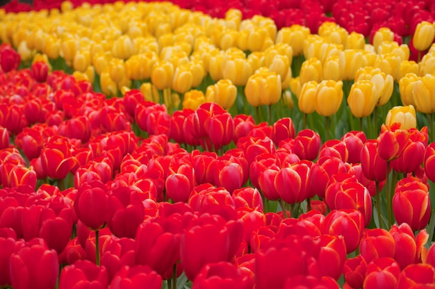 Champ coloré de tulipes, belles tulipes dans le jardin.