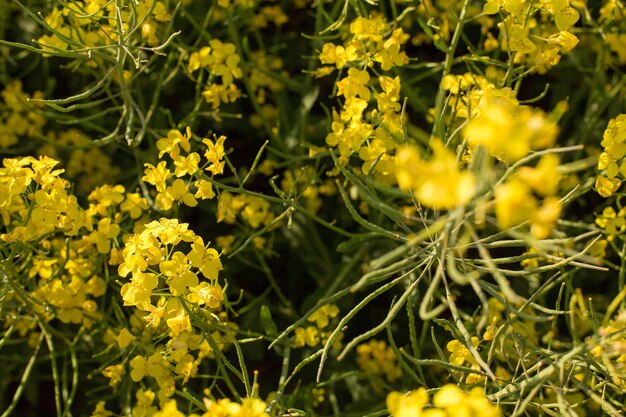 Champ de colza biocarburants été