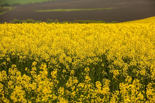 Champ de colza avec champ de colza jaune en fleur au printemps Usine d'énergie verte Biocarburant