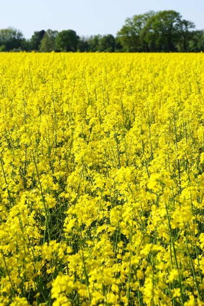 Champ de colza ou de colza jaune