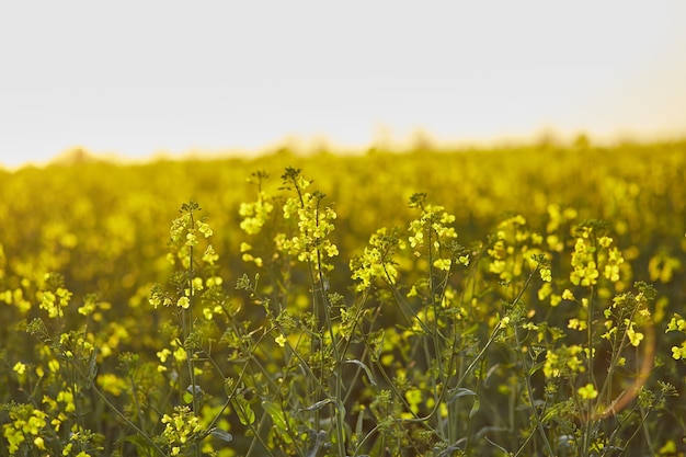 Champ de colza ensoleillé au printemps au coucher du soleil Bio Plante Fond naturel Bokeh au premier plan Cultivé principalement pour sa graine riche en huile qui contient naturellement des quantités appréciables d'acide érucique