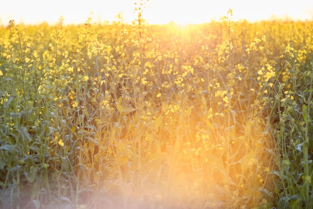 Champ de colza ensoleillé flou au coucher du soleil Bio Plant Natural background Copy space