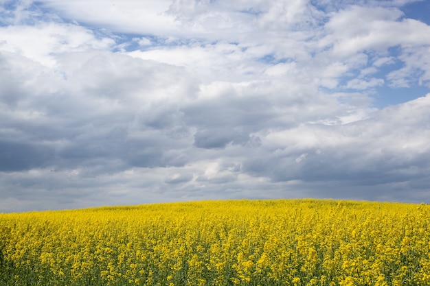 Le champ de colza fleurit avec des fleurs jaune vif sur fond de ciel bleu