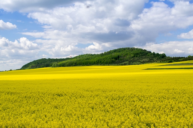 Champ de colza en fleurs avec un ciel nuageux bleu. Paysage nature