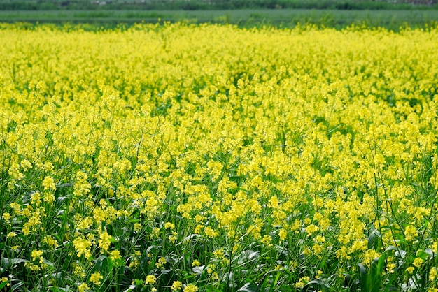 Champ de colza Fleurs de colza jaune paysage de champ Ciel bleu et colza sur le terrain