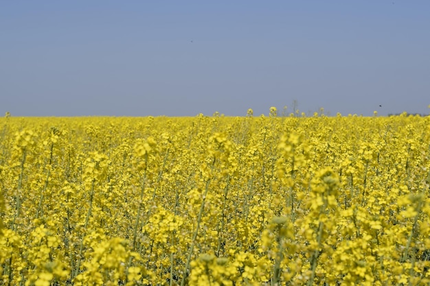 Champ de colza Fleurs de colza jaune paysage de champ Ciel bleu et colza sur le terrain