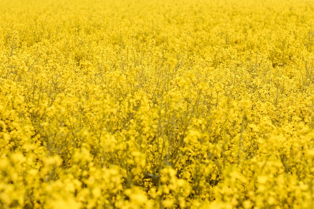 Un champ de colza avec des fleurs jaune vif. Concept de carte postale de printemps avec espace copie.