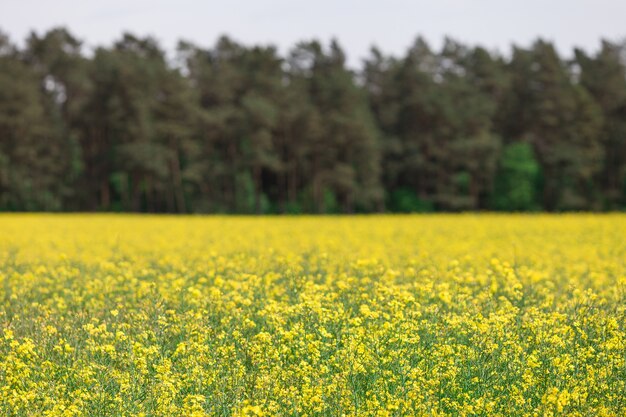 Champ de colza en fleurs jaunes avec forêt en arrière-plan.