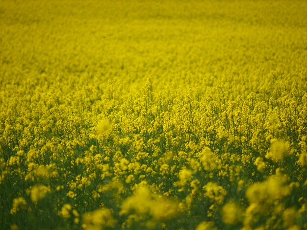 Champ de colza à fleurs jaunes