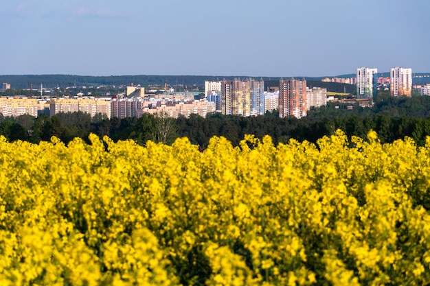 Un champ de colza en fleurs et une ville en arrière-plan Un champ agricole près de la ville dans un endroit non écologiquement propre La saison des récoltes dans les plantations