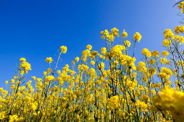 Un champ de colza florissant à la campagne