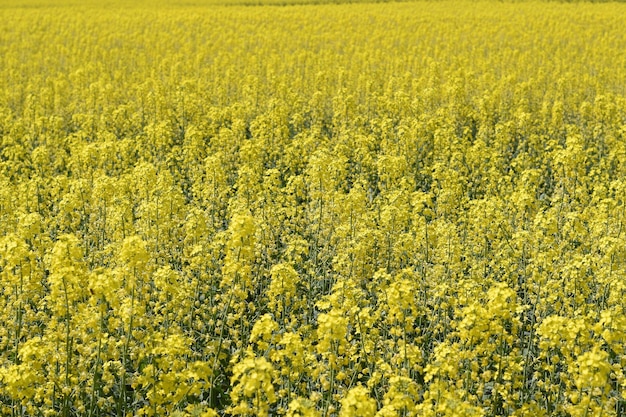 Champ de colza Fond de fleurs de colza Floraison de colza sur le terrain