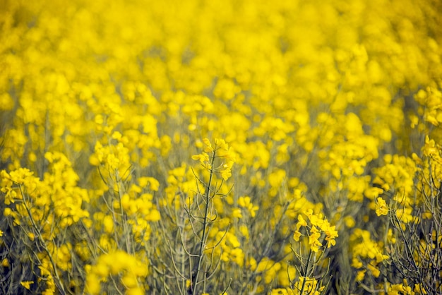 champ de colza fond de fleurs jaunes