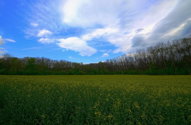 Champ de colza avec forêt hdr