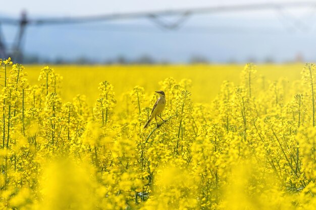 Champ de colza, graines de colza jaune en fleur. Champ d'énergie verte.