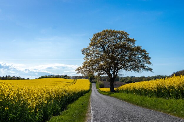 Champ de colza jaune avec un arbre sur la route