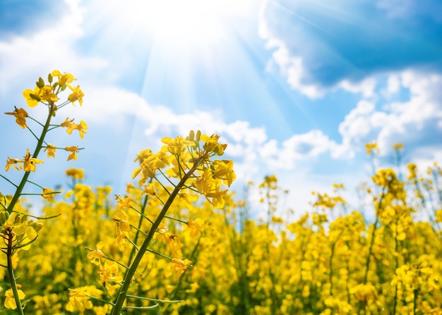 Champ de colza jaune et ciel bleu avec des nuages par une journée ensoleillée