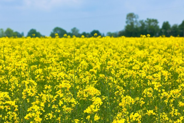 Champ de colza jaune et paysage de ciel bleu vif