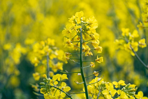 Champ de colza jaune vif fleurs de colza closeup Paysage d'été pour le papier peint Agriculture écologique