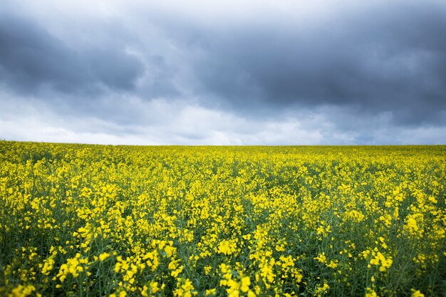 Champ de colza jaune