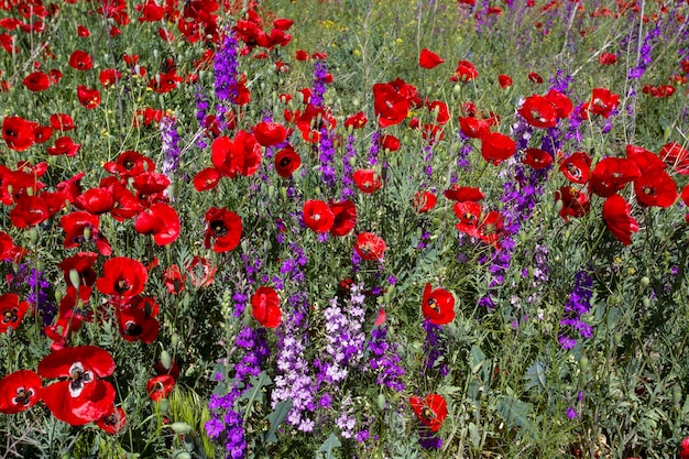 Champ de Consolida orientalis et Papaver rhoeas