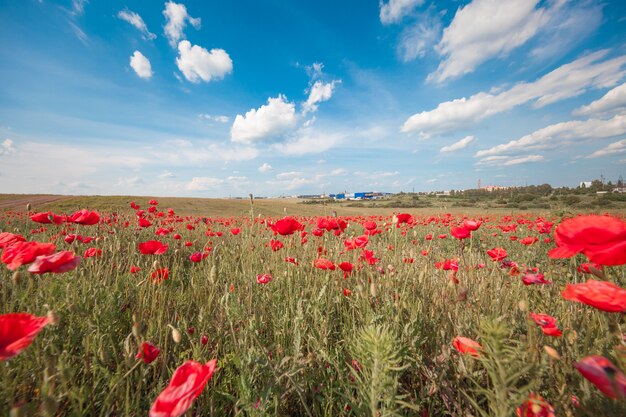 Champ de coquelicot rouge