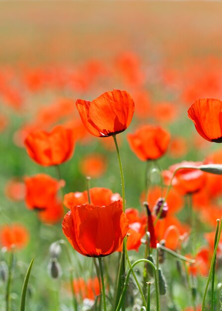 Champ de coquelicots. Un beau champ de coquelicots en fleurs. La nature