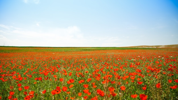 Champ de coquelicots. Un beau champ de coquelicots en fleurs. La nature