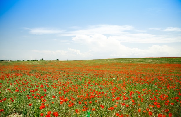 Champ de coquelicots. Un beau champ de coquelicots en fleurs. La nature