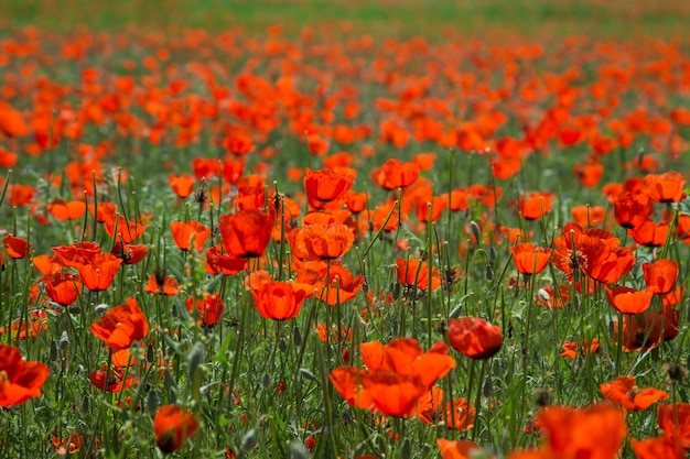 Champ de coquelicots Un beau champ de coquelicots en fleurs