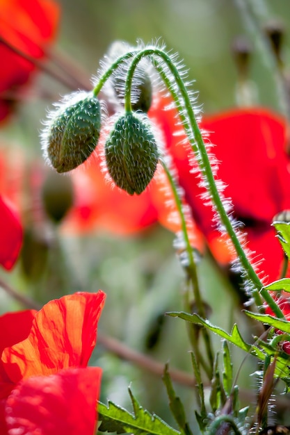 Champ de coquelicots dans le Sussex