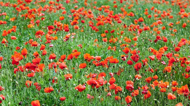 Champ de coquelicots dans le Sussex