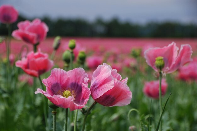 Champ de coquelicots en été