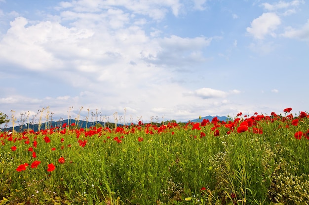 Photo champ de coquelicots sur le fond des montagnes et du ciel