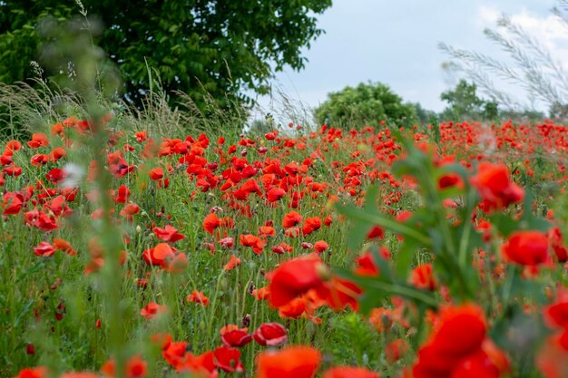 Champ de coquelicots en gros plan au milieu d'un champ de blé vert