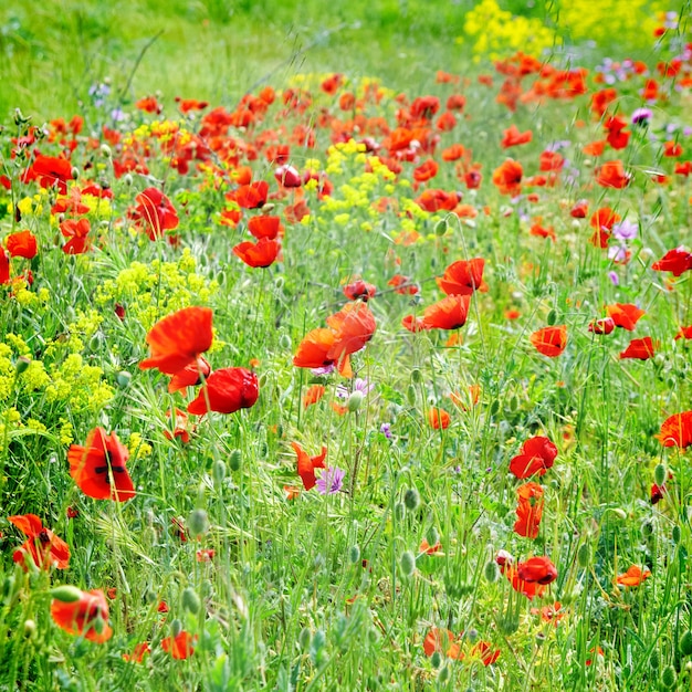 Champ de coquelicots avec de l'herbe verte et des fleurs jaunes