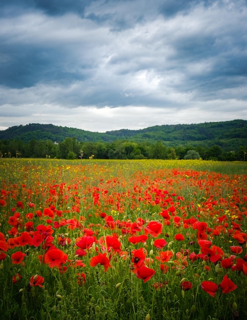 Champ de coquelicots rouges et collines juste à l'extérieur de Mirepoix dans le sud de la France (Ariège)