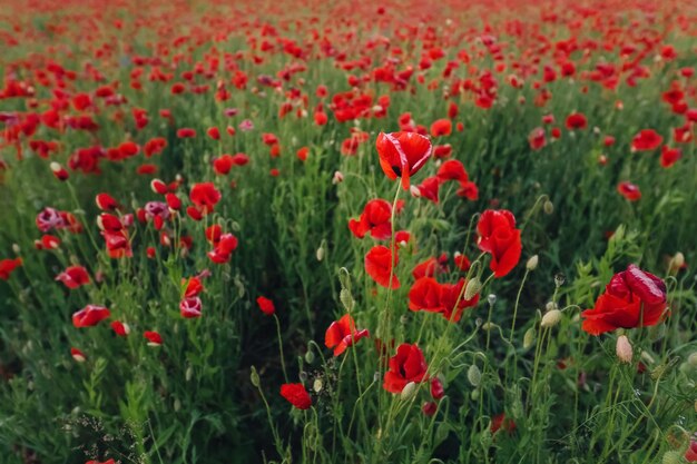 Champ de coquelicots rouges dans la lumière du soir