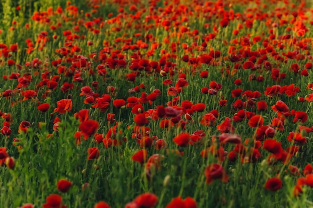 Champ de coquelicots rouges dans la lumière du soir