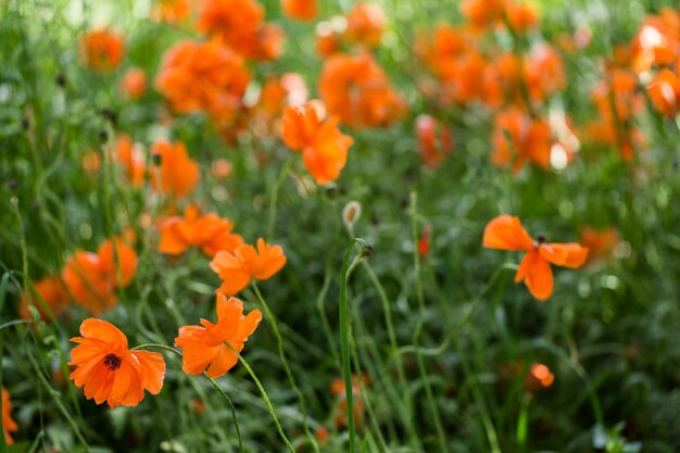 Champ de coquelicots rouges en fleurs au début de l'été.